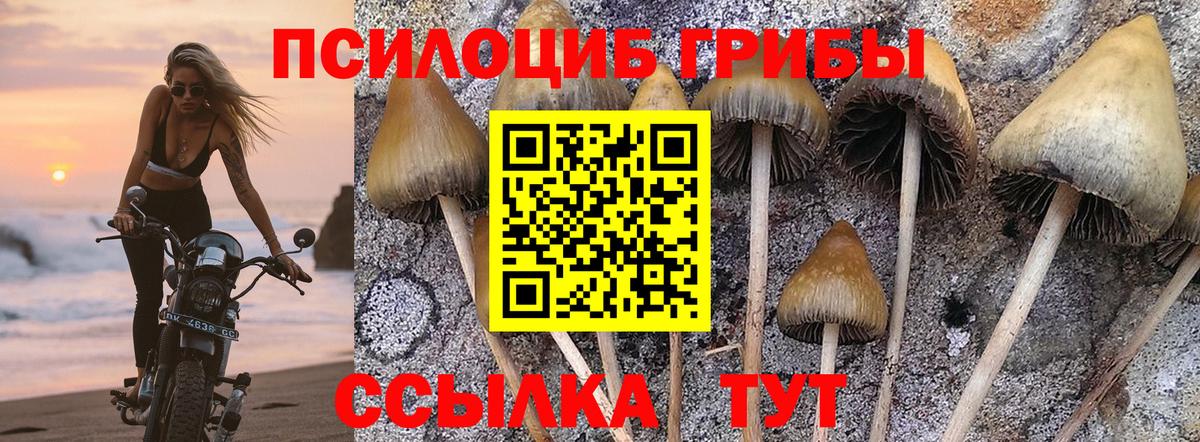 Галлюциногенные грибы Psilocybe  Вход с VPN  Ликино-Дулёво 